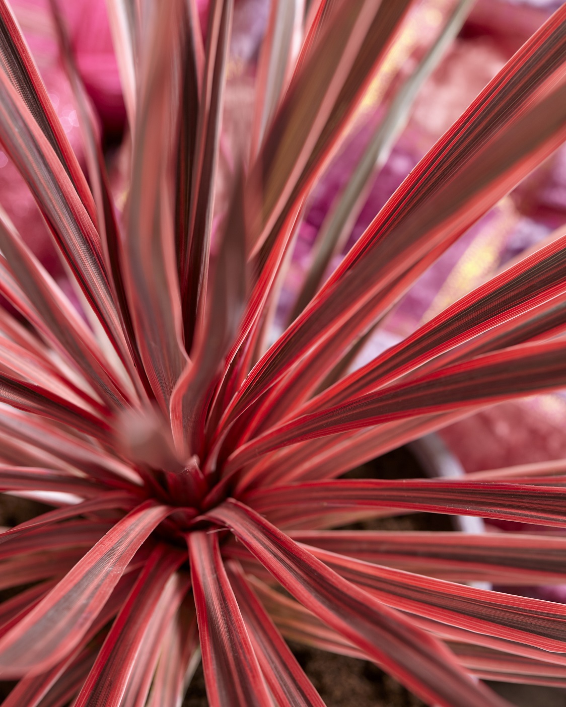 Cordyline 'Charlie Boy' Cowell's Garden Centre Woolsington